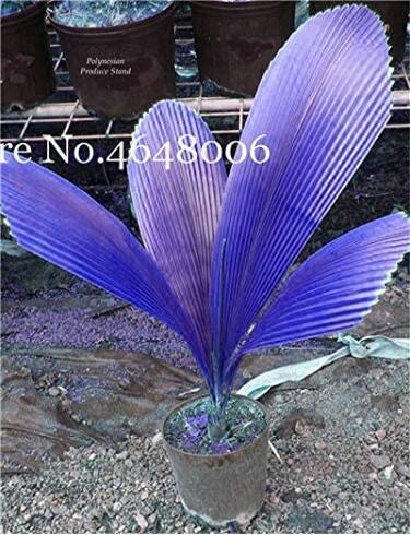 100 Pcs/Bag Purple Travelers Palm Flores Bonsai, Ravenala Madagascariensis Chinese Fan Palm Plant,Tall Evergreen Tree DIY Garden