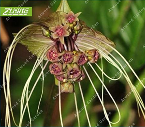 100pcs Black Tiger Shall Orchid Flowers Scented Perennial Plants Shade Perennials Flowers