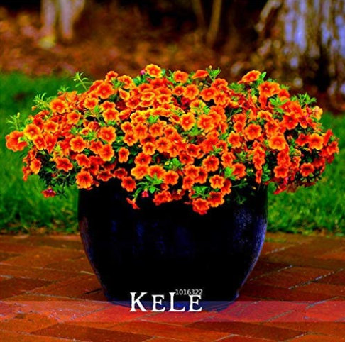 Calibrachoa Kabloom Crave Sunset Vigorous Free-Flowering Annual Petunia Bonsai,100 Pcs/Lot