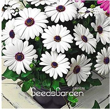 Promotion! 100 Pieces/Pack African Blue Eyed Daisy Plantas Osteospermum Plants Garden Plant Bonsai Mix Flower - (Color: 2)