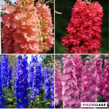 100pcs / Bag Delphinium Bonsai Flower Forking Larkspur Salmon King Garden Decoration Organic Flower Home Garden Plant - (Color: Other)