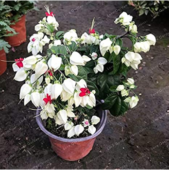 Clerodendrum Thomsonae Bonsai Purple Double Petals Fuchsia Potted Flower Bonsai Potted Plants Hanging Fuchsia Flowers 100 PCS