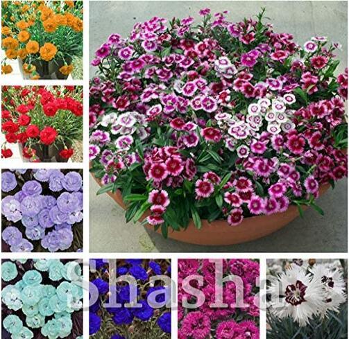 300 Pcs Exotic Multicolored Dianthus Caryophyllus Bonsai Balcony Carnation Perennial Flower for Home Garden Pots Planter - (Color: Mixed)