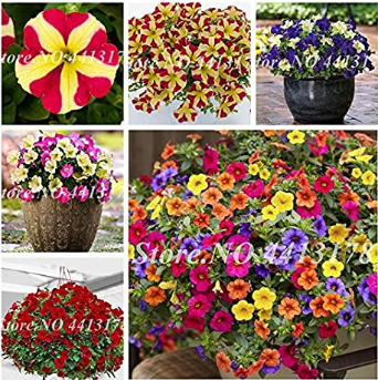 200 Pcs Bonsai Hanging Petunia Garden Petunia Mixed Color Potted Perennial Flower Planta DIY Home Garden Morning Glory Plants