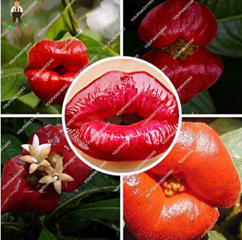 Exotic Red Lips Plants Rare Flower Pots Garden Flowers Plants Park Yard Plant Psychotria Plants for Home Garden 120 Pcs/Bag