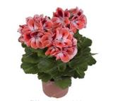 20Pcs/Bag Geranium Bonsai Flower Bonsai Perennial Flower Bonsai Pelargonium Peltatum Bonsai Potted Geranium