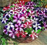 Petunia Bonsai 100 Seeds Garden Home Flowers Balcony Flowers