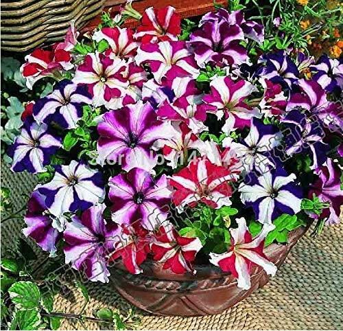 Petunia Bonsai 100 Seeds Garden Home Flowers Balcony Flowers