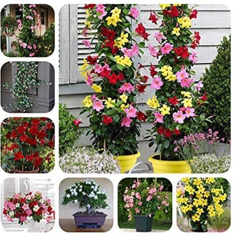 50PCS Rare Climbing Jasmine Flower sEEDS, Colorful Fragrant Arabian Jasmine