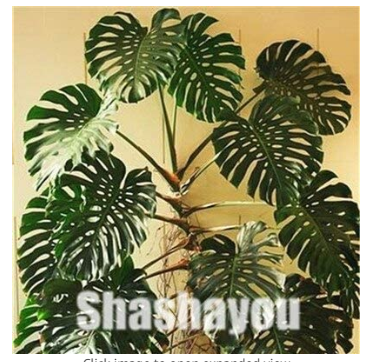 100 Pcs Rare Palm Turtle Leaves Monstera Potted Plant Plants Tree Plants Bonsai Mixed Home Perennial Foliage Plants Flores