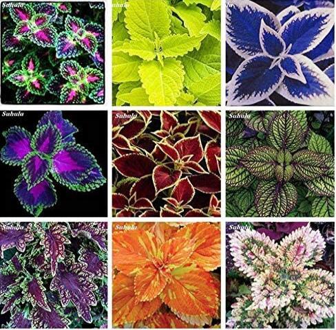 100 pcs Janpanse Bonsai Coleus Plant Rainbow Dragon Foliage Plants Outdoor Blooming Potted Flower Plant for Home Garden Planting
