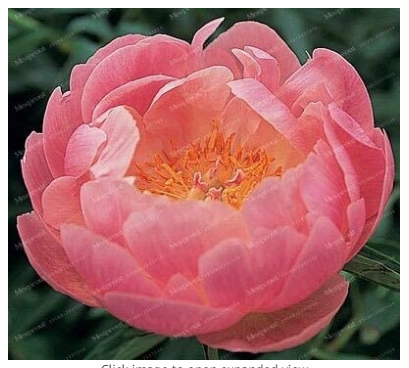10Pcs/Pack Peony Flower Bonsai for Home Garden