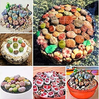 200 pcs Mix Lithops Plants Mix Varieties Succulents Plants Living Stone Bonsai Home Garden Ornament Potted Flower Purify - (Color: Red)