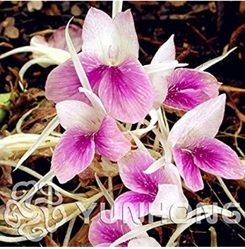 Big Promotions!100pcs a Bag are Kaempferia rotunda Bonsai, Garden Flowers Perennial Fleur Graine,Indoor Plants Bonsai