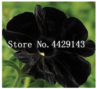 100 Pcs/Bag Rare Star Petunia Blue Bonsai Garden and Patio Potted Plant Morning Glory Flowers