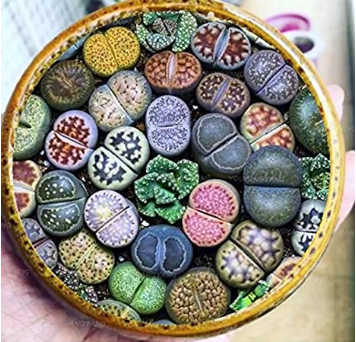 200 pcs Mix Lithops Plants Mix Varieties Succulents Plants Living Stone Bonsai Home Garden Ornament Potted Flower Purify - (Color: Purple)