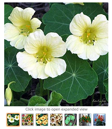 10pcs Nasturtium Bonsai Easy Planting Flower Hanging Plants New Garden Plant Fresh Colorful Tropaeolum majus