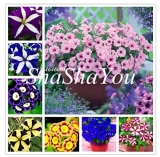200Pcs Hanging Petunia Bonsai Flower Blue, Rare Color Petunia Flower,Bonsai Plant for Home Garden Decoration