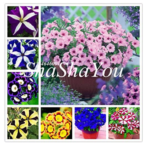 200Pcs Hanging Petunia Bonsai Flower Blue, Rare Color Petunia Flower,Bonsai Plant for Home Garden Decoration