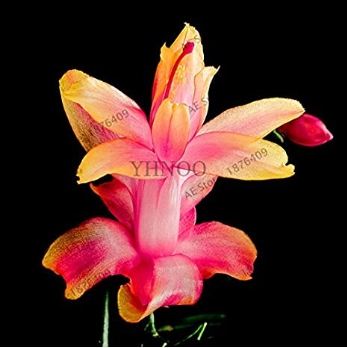 100pcs/bag Schlumbergera Flores Christmas Cactus plantas,Bonsai Plant for Home and Garden,Mixed Color,Easy to Plant - (Color: 3)