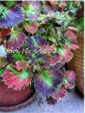 100 Pcs Bonsai Colorful Coleus Foliage Plants Rainbow Leaf Plant Dragon Cold-Tolerant Bonsai Plant Easy Grow DIY Home Garden