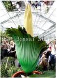 100 Pcs Cut Corpse Bonsai Flower Garden Perennial Potted Plants Indoor Aerobic Corpse Plant Flower Plantas