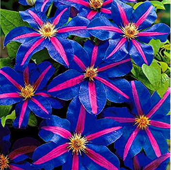 100 Clematis Bonsai Clematis Montana Mayleen Garden Pink Vine Flowers Plant Flores Vines Climbing Plants Twining Plant Scan - (Color: 5)