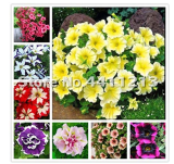 200 pcs/Pack Bonsai Petunia Garden Bonsai Moon Night Sky Double Purple Flowers Purple Sky Black Petunia High Germination