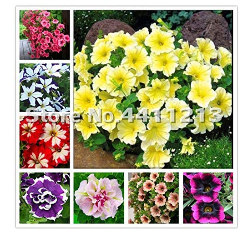 200 pcs/Pack Bonsai Petunia Garden Bonsai Moon Night Sky Double Purple Flowers Purple Sky Black Petunia High Germination