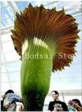 100 Pcs Cut Corpse Bonsai Flower Garden Perennial Potted Plants Indoor Aerobic Corpse Plant Flower Plantas
