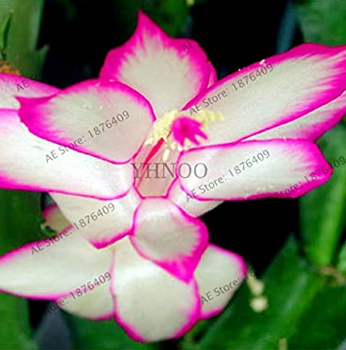 100pcs/bag Schlumbergera Flores Christmas Cactus plantas,Bonsai Plant for Home and Garden,Mixed Color,Easy to Plant - (Color: 8)