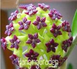 Loss Green Hoya Bonsai Seeds Potted Flores, Hoya Carnosa Flower Plantas Garden Plant DIY Home Garden 100PCS / LOT