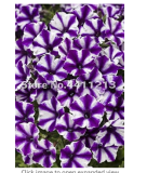 200 pcs/Pack Bonsai Petunia Garden Bonsai Moon Night Sky Double Purple Flowers Purple Sky Black Petunia High Germination
