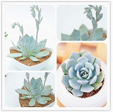 100 Pcs/Pack Echeveria Desmetiana Bonsai Rare Succulent Plant Echeveria Peacockii Bonsai DIY Home Garden Easy to Grow