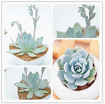 100 Pcs/Pack Echeveria Desmetiana Bonsai Rare Succulent Plant Echeveria Peacockii Bonsai DIY Home Garden Easy to Grow