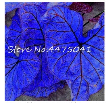 150 Pcs Multiple Colour Thailand Caladium Bonsai of Perennial Rainbow Flower Garden Potted Plant Caladium DIY Home Garden Plant