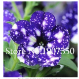 100 Pcs Petenia Bonsai Seeds, Mini Seed Flower, Funny Climbing Plants for Home Garden Planting Planting Petunia Plant