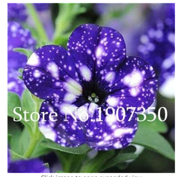 100 Pcs Petenia Bonsai Seeds, Mini Seed Flower, Funny Climbing Plants for Home Garden Planting Planting Petunia Plant