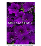 200 pcs/Pack Bonsai Petunia Garden Bonsai Moon Night Sky Double Purple Flowers Purple Sky Black Petunia High Germination