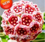 Loss Green Hoya Bonsai Seeds Potted Flores, Hoya Carnosa Flower Plantas Garden Plant DIY Home Garden 100PCS / LOT