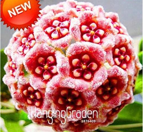 Loss Green Hoya Bonsai Seeds Potted Flores, Hoya Carnosa Flower Plantas Garden Plant DIY Home Garden 100PCS / LOT