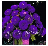 100 Pcs Exotic Zinnia Pretty Pastel Mixed Flower Perennial Spring Flowering Plants Home Garden Potted