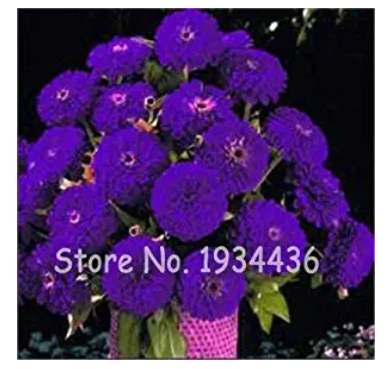 100 Pcs Exotic Zinnia Pretty Pastel Mixed Flower Perennial Spring Flowering Plants Home Garden Potted
