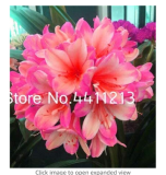 100 pcs Clivia Miniata Plant Gorgeous Bonsai Rare Bush Lily Flower Bonsai DIY Home Garden with High Ornamental Value
