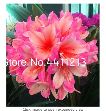 100 pcs Clivia Miniata Plant Gorgeous Bonsai Rare Bush Lily Flower Bonsai DIY Home Garden with High Ornamental Value