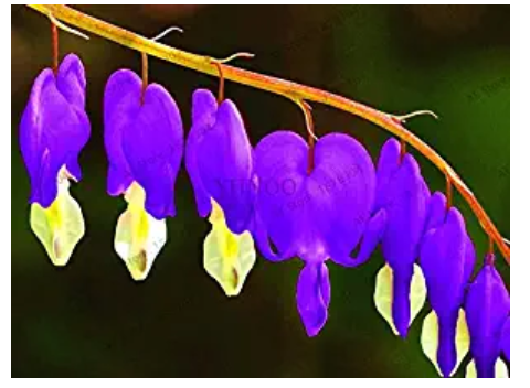 100pcs Dicentra Spectabilis Bonsai Bleeding Heart Classic Cottage Garden Plant Heart-Shaped Flowers