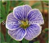 100PCS Rare Exotic Rainbow Oxalis Wood Sorrel Flower Bonsai Plants Oxalis Purple Shamrock Clover Perennial Outdoor Home Garden