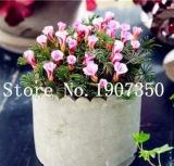 100PCS Rare Exotic Rainbow Oxalis Wood Sorrel Flower Bonsai Plants Oxalis Purple Shamrock Clover Perennial Outdoor Home Garden