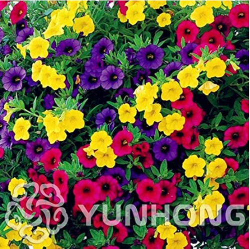 Mini Calibrchoa Million Bells Annual Flower Bonsai Vary Colors 100PCS Autumn Seasons Indoor Balcony Easy to Plant Flower Bonsai - (Color: 2)