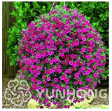 Mini Calibrchoa Million Bells Annual Flower Bonsai Vary Colors 100PCS Autumn Seasons Indoor Balcony Easy to Plant Flower Bonsai